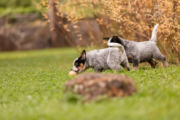 Australian Cattle Dog Puppy Outdoor Blue Heeler Dog Breed Puppies — Stok Foto