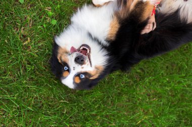 Miniature American Shepherd dog portrait. Dog photo. Blue eyes dog. Domestic animal on the walk