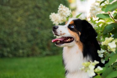 Miniature American Shepherd dog portrait. Dog photo. Blue eyes dog. Domestic animal on the walk