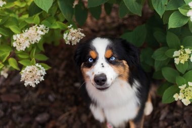 Miniature American Shepherd dog portrait. Dog photo. Blue eyes dog. Domestic animal on the walk