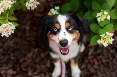 Miniature American Shepherd dog portrait. Dog photo. Blue eyes dog. Domestic animal on the walk