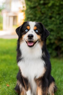 Miniature American Shepherd dog portrait. Dog photo. Blue eyes dog. Domestic animal on the walk