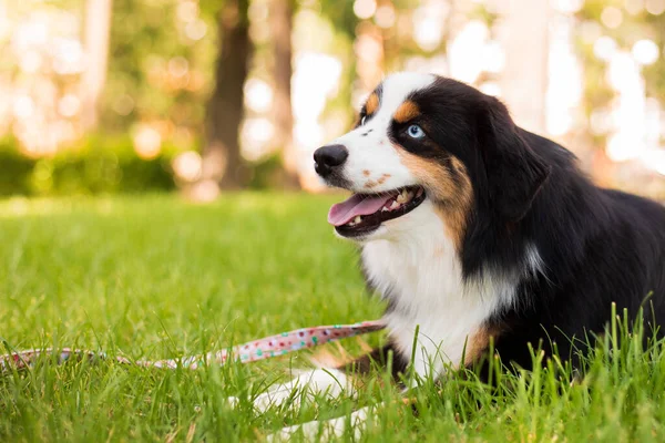 Miniature American Shepherd Dog Portrait Dog Photo Blue Eyes Dog — Fotografia de Stock