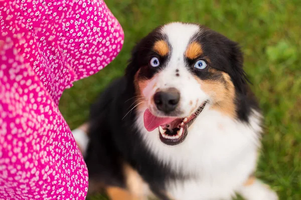 Miniature American Shepherd dog portrait. Dog photo. Blue eyes dog. Domestic animal on the walk