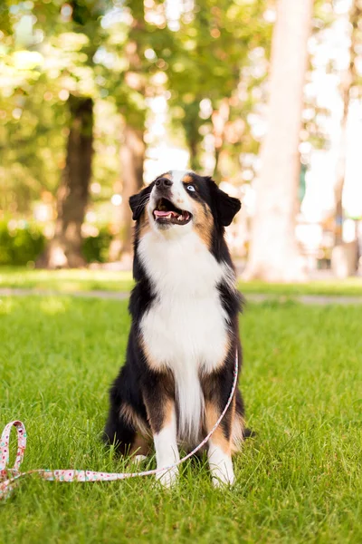 Miniature American Shepherd dog portrait. Dog photo. Blue eyes dog. Domestic animal on the walk