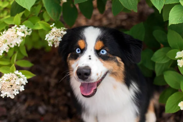 Miniature American Shepherd dog portrait. Dog photo. Blue eyes dog. Domestic animal on the walk