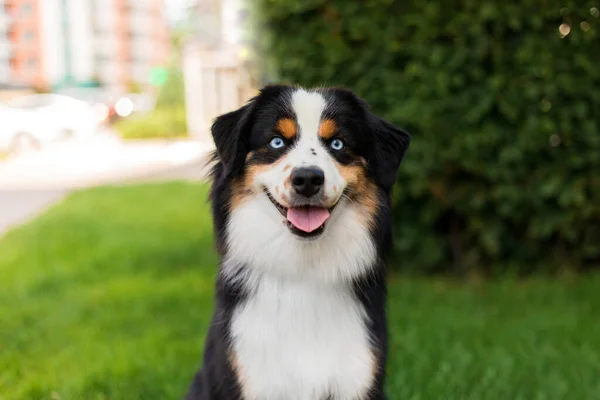 Miniature American Shepherd Dog Portrait Dog Photo Blue Eyes Dog — Stok fotoğraf