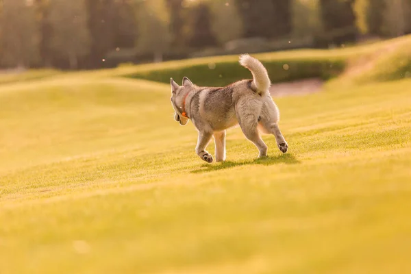 Beautiful Siberian Husky Dog Field — Zdjęcie stockowe