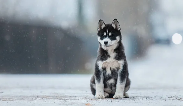 Chiot Husky Sibérien Hiver Chien Hiver Chute Neige — Photo