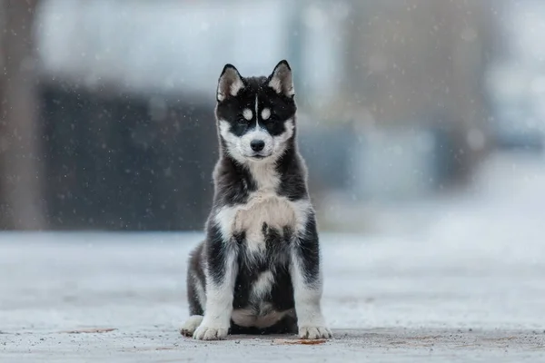 Sibiriens Huskyvalp Vintern Vinterhund Snöfall — Stockfoto