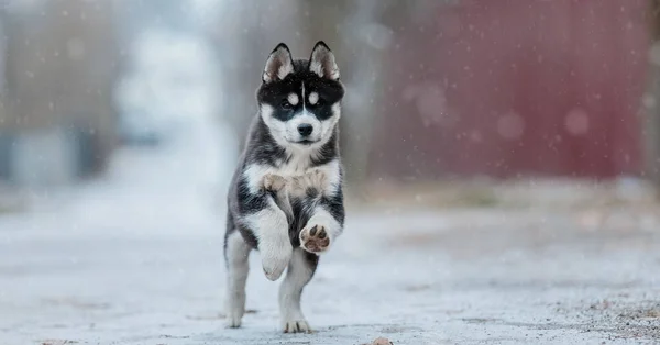 Siberische Husky Puppy Winter Winterhond Sneeuwval — Stockfoto