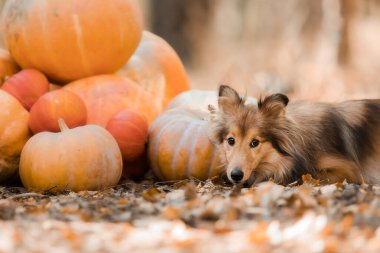 Dog with pumpkins. Shetland Sheepdog. Thanksgiving day. Fall season. Halloween holidays. Sheltie dog breed