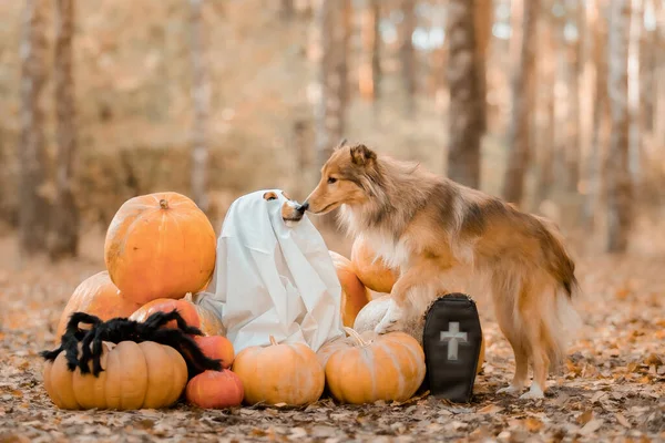 Dog Pumpkins Shetland Sheepdog Thanksgiving Day Fall Season Halloween Holidays — Foto de Stock