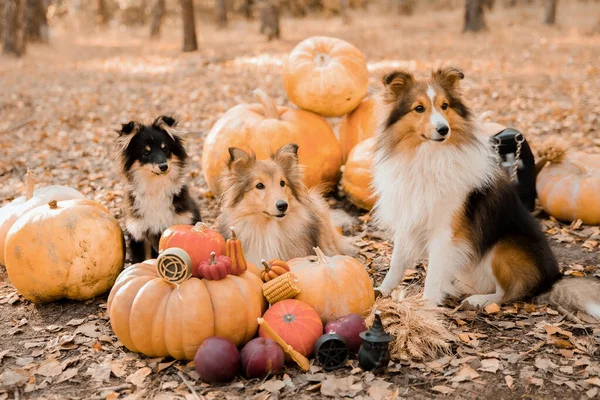 Dog Pumpkins Shetland Sheepdog Thanksgiving Day Fall Season Halloween Holidays — Stok Foto