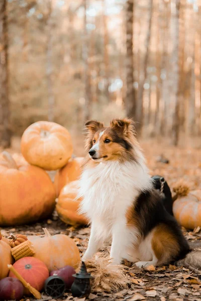 Dog Pumpkins Shetland Sheepdog Thanksgiving Day Fall Season Halloween Holidays — Stockfoto