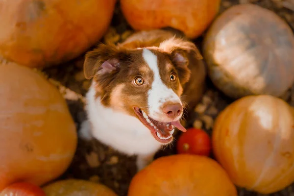 森の中でカボチャと犬 ミニチュアアメリカの羊飼いの犬の品種 ハロウィーンと感謝祭の休日 — ストック写真