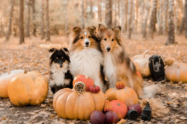 Dog Pumpkins Shetland Sheepdog Thanksgiving Day Fall Season Halloween Holidays — Stock fotografie