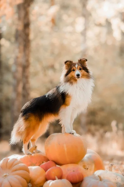 Dog Pumpkins Shetland Sheepdog Thanksgiving Day Fall Season Halloween Holidays — Zdjęcie stockowe