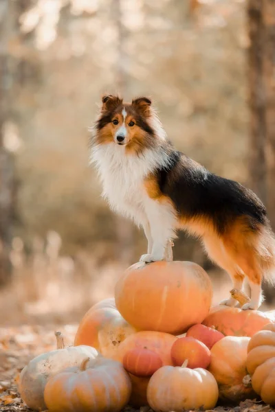 Dog Pumpkins Shetland Sheepdog Thanksgiving Day Fall Season Halloween Holidays — Zdjęcie stockowe