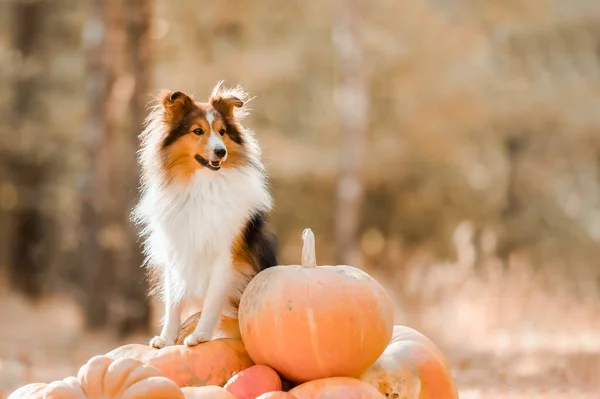 Dog Pumpkins Shetland Sheepdog Thanksgiving Day Fall Season Halloween Holidays — Stock fotografie