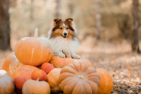 Dog with pumpkins. Shetland Sheepdog. Thanksgiving day. Fall season. Halloween holidays. Sheltie dog breed