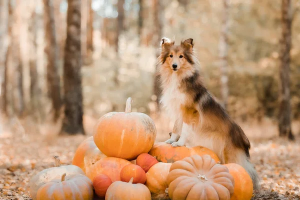 Dog Pumpkins Shetland Sheepdog Thanksgiving Day Fall Season Halloween Holidays — Photo