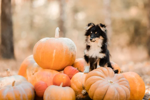 Dog Pumpkins Shetland Sheepdog Thanksgiving Day Fall Season Halloween Holidays — Photo