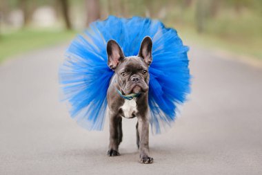 Cute French bulldog puppy in blue skirt at the park. Pretty dog
