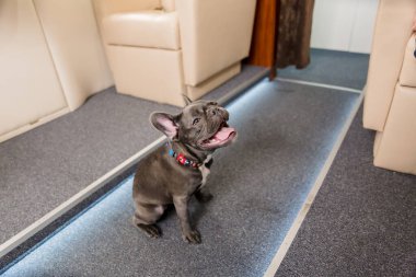 Uçaktaki köpek. Tahtada Fransız bulldog 'u, seçici odaklanma. Köpek taşımacılığı