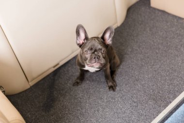 Uçaktaki köpek. Tahtada Fransız bulldog 'u, seçici odaklanma. Köpek taşımacılığı