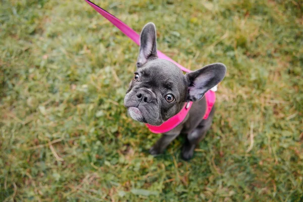 Lindo Bulldog Francés Cachorro Collar Rosa Parque Bonito Perro —  Fotos de Stock