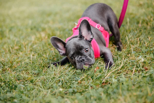 공원에서 분홍색 목걸이를 프랑스 강아지 — 스톡 사진
