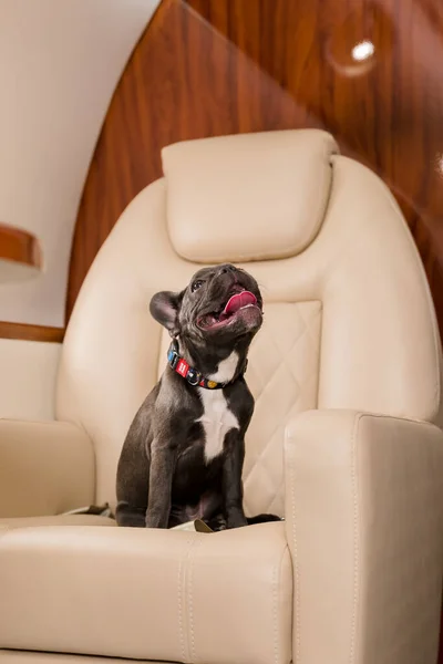 Dog at the plane. French bulldog on a board, selective focus. Dog transportation