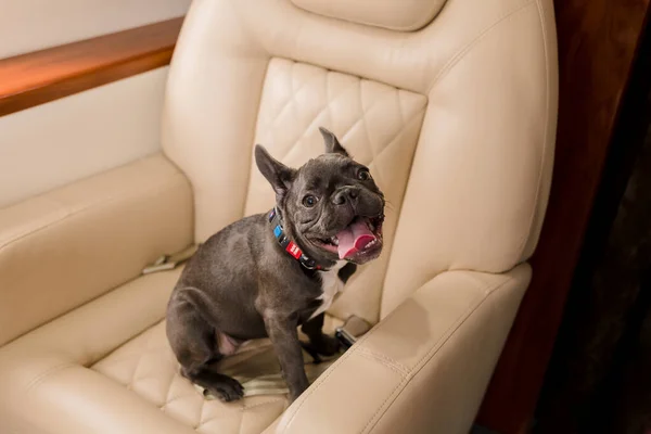 Dog at the plane. French bulldog on a board, selective focus. Dog transportation