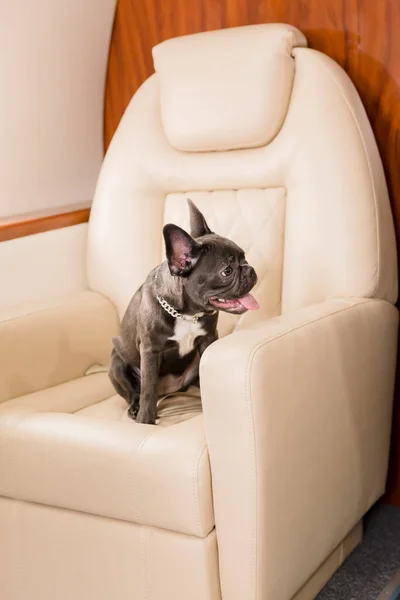 Dog at the plane. French bulldog on a board, selective focus. Dog transportation