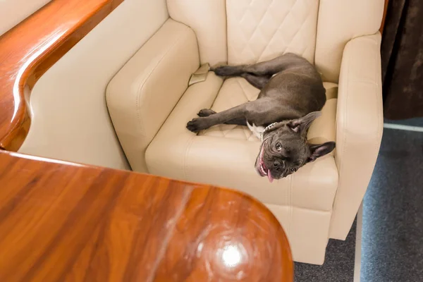 Dog at the plane. French bulldog on a board, selective focus. Dog transportation