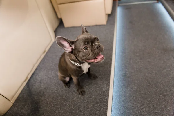 Dog at the plane. French bulldog on a board, selective focus. Dog transportation