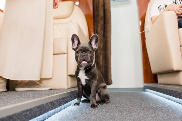 Dog at the plane. French bulldog on a board, selective focus. Dog transportation