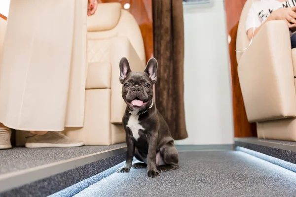 Dog at the plane. French bulldog on a board, selective focus. Dog transportation