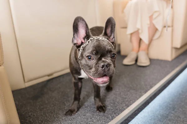 Dog at the plane. French bulldog on a board, selective focus. Dog transportation