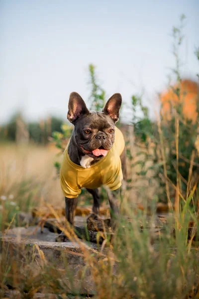 Kék Francia Bulldog Cuki Kutya Felöltözött Kiskutya — Stock Fotó