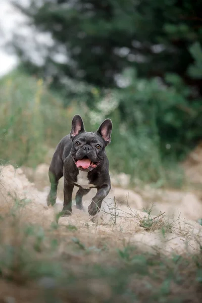 Blauwe Franse Buldog Leuke Hond — Stockfoto