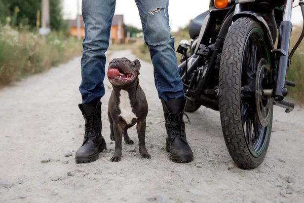 French bulldog with motorcycle. Stylish dog. Fashion pet