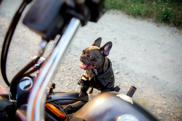 オートバイとフランスのブルドッグ スタイリッシュな犬 ファッションペット — ストック写真