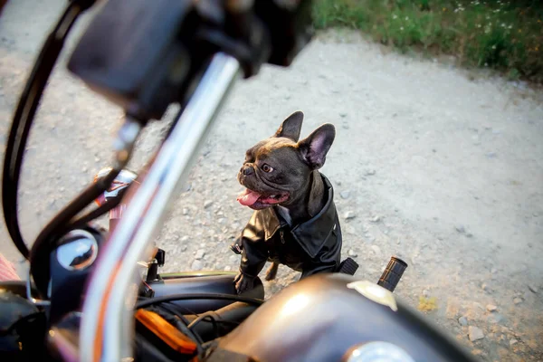 Bouledogue Français Avec Moto Chien Élégant Mode Animal Compagnie — Photo