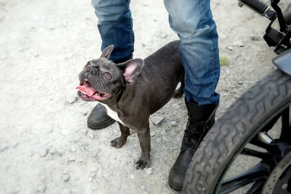 Francuski Buldog Motocyklem Stylowy Pies Zwierzęta Modowe — Zdjęcie stockowe