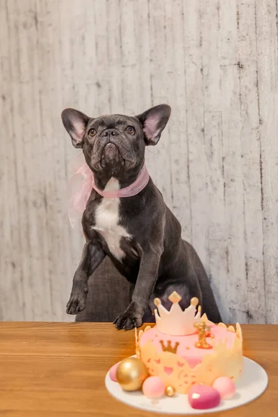 Dog birthday. French bulldog with birthday cake. Happy Birthday