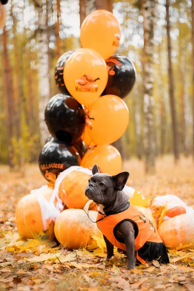 Halloween and Thanksgiving Holidays. Dog with pumpkins in the forest. Cute french bulldog.  Dog costume for Halloween