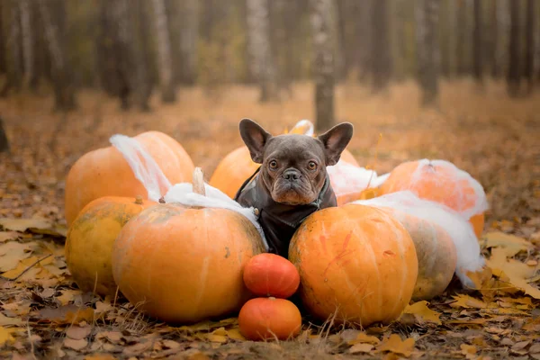 Halloween Thanksgiving Holidays Dog Pumpkins Forest Cute French Bulldog Dog — Stockfoto
