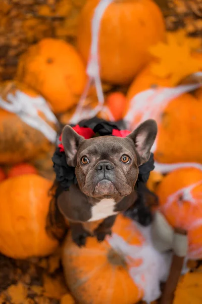 Halloween and Thanksgiving Holidays. Dog with pumpkins in the forest. Cute french bulldog.  Dog costume for Halloween